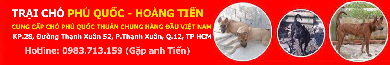 Trại chó Phú Quốc – Hoàng Tiến